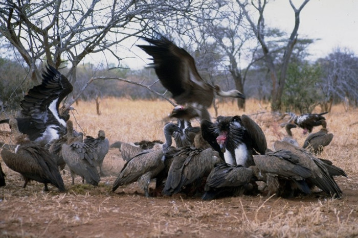 Dünyadan Manzaralar