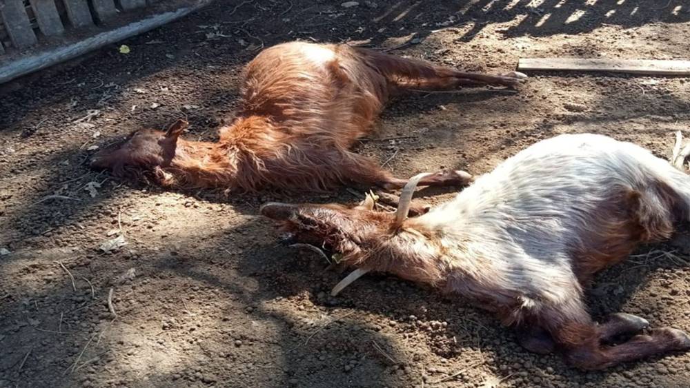 Isparta’da kurt saldırıları üreticiyi bezdirdi