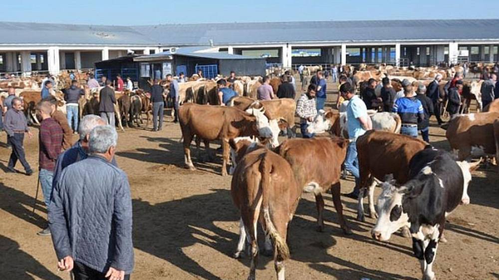 Kars'ta Şap Hastalığına Karşı Önlem