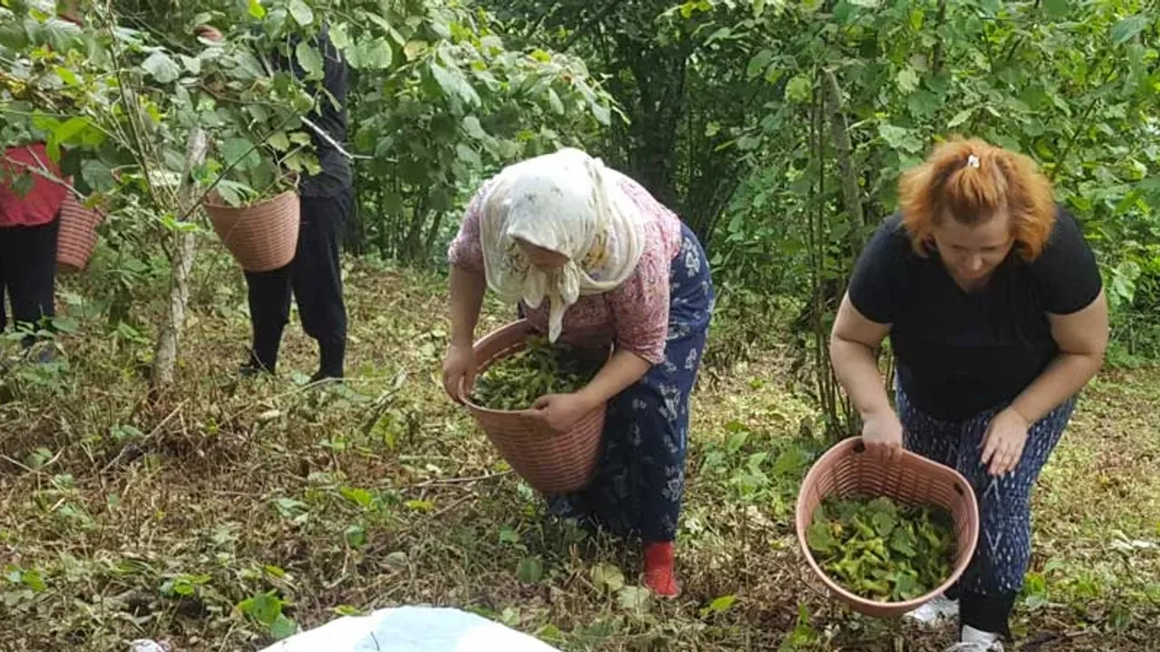 Fındık Hasadı Giresun'da Başladı