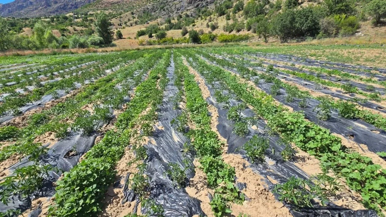 Çamoluk'ta Tarımda Dijital Dönüşüm