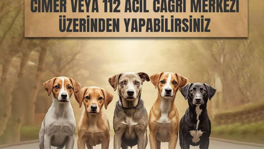 Kars Valiliği’nden sahipsiz hayvanlar için önemli duyuru