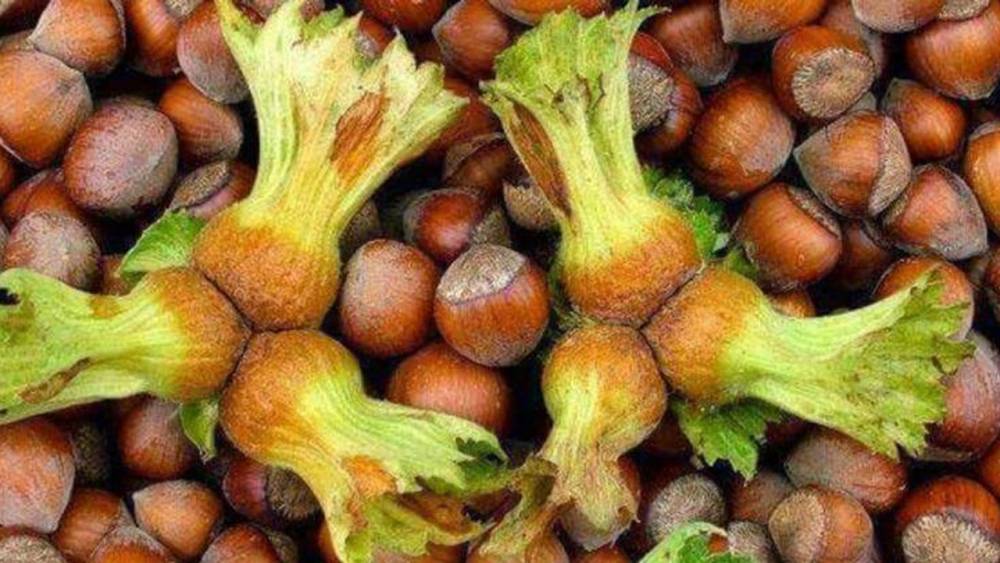 Fındık Fiyatları 300 Lirayı Aştı: Üreticiye Uyarı!