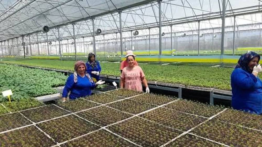 Kumluca'da Seralarda Sıcaklıkla Mücadele