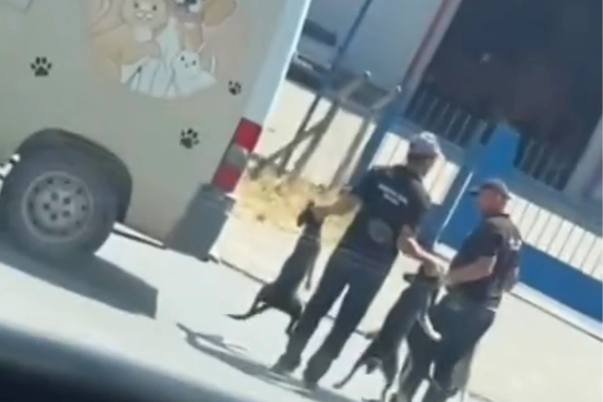 Düzce’de Sokak Köpekleri Toplandı, Şeffaflık Yokluğu Tartışılıyor