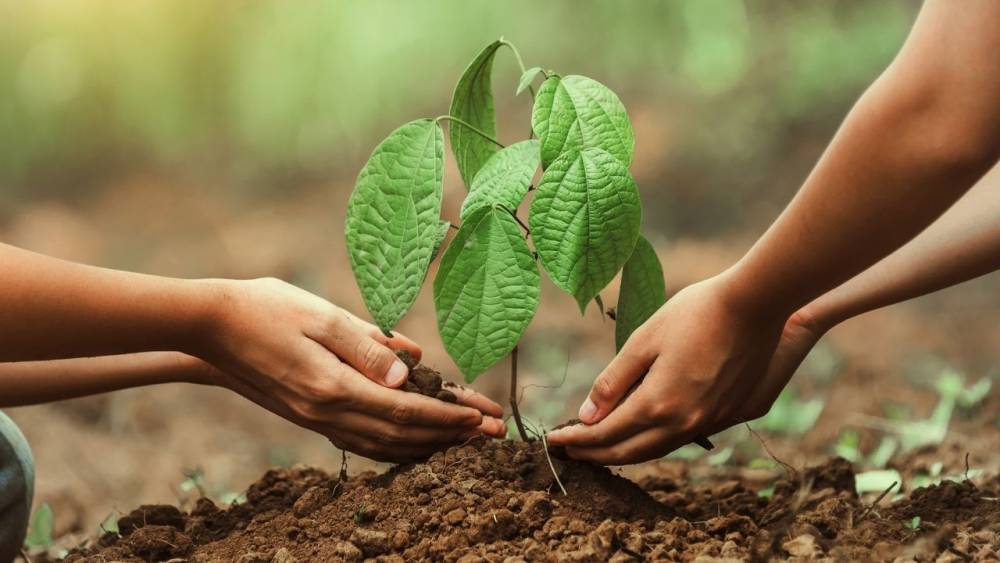 11 Kasım’da Türkiye’den fidan ve katılım rekoru
