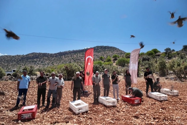 Mardin'de Kınalı Kekliklerle Doğayı Canlandırma Projesi