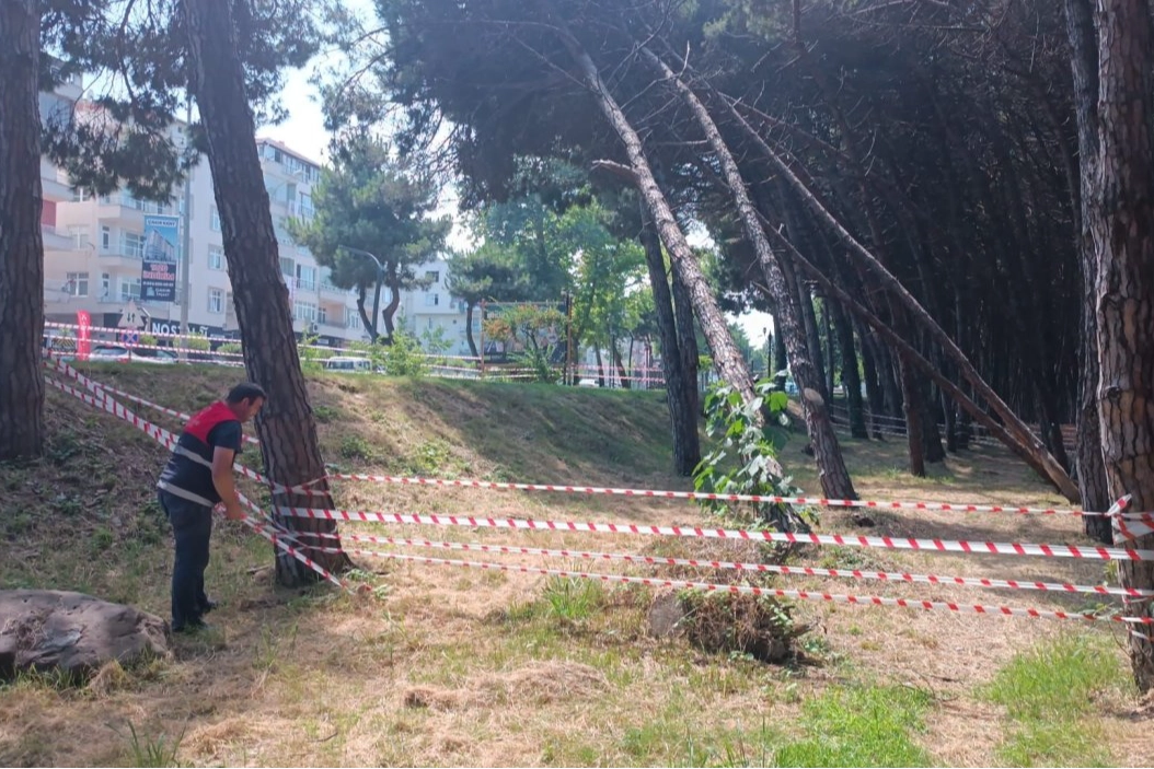 Ordu'da Güvenlik İçin Ağaç Çalışması Başladı
