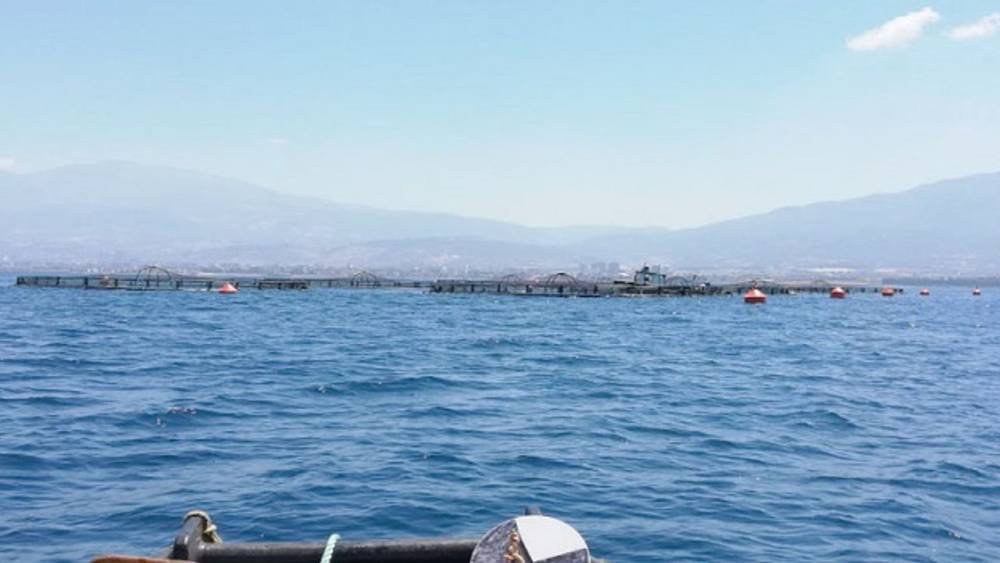 Hatay'da Balık İhracatı Büyüyor