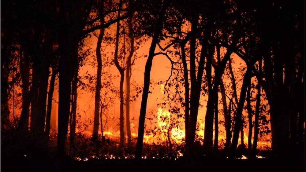 Sakarya'da Orman Yangını: İki Mahalle Tahliye Edildi