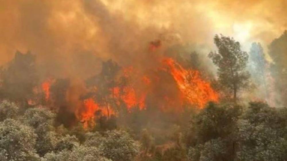 Seyitgazi'de Orman Yangını Kahramanlarını Kaybetti