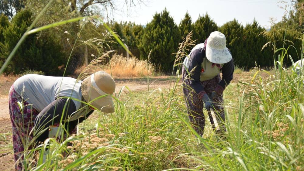 Balıkesir'de Aromatik Bitki Rüzgarı Esiyor