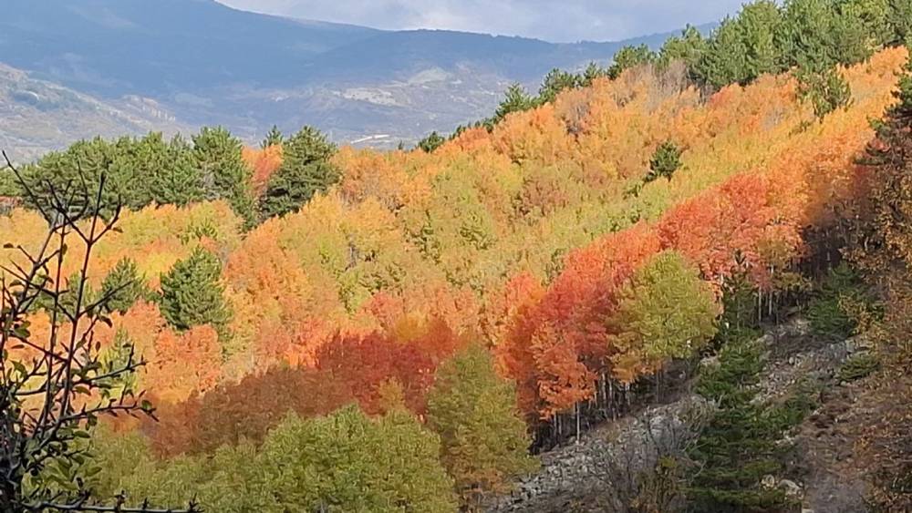 Beypazarı yaylalarında renk cümbüşü yaşanıyor
