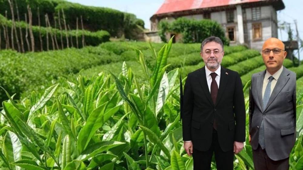 Karadeniz'de Çay Hasadı ve Teknolojik Destek