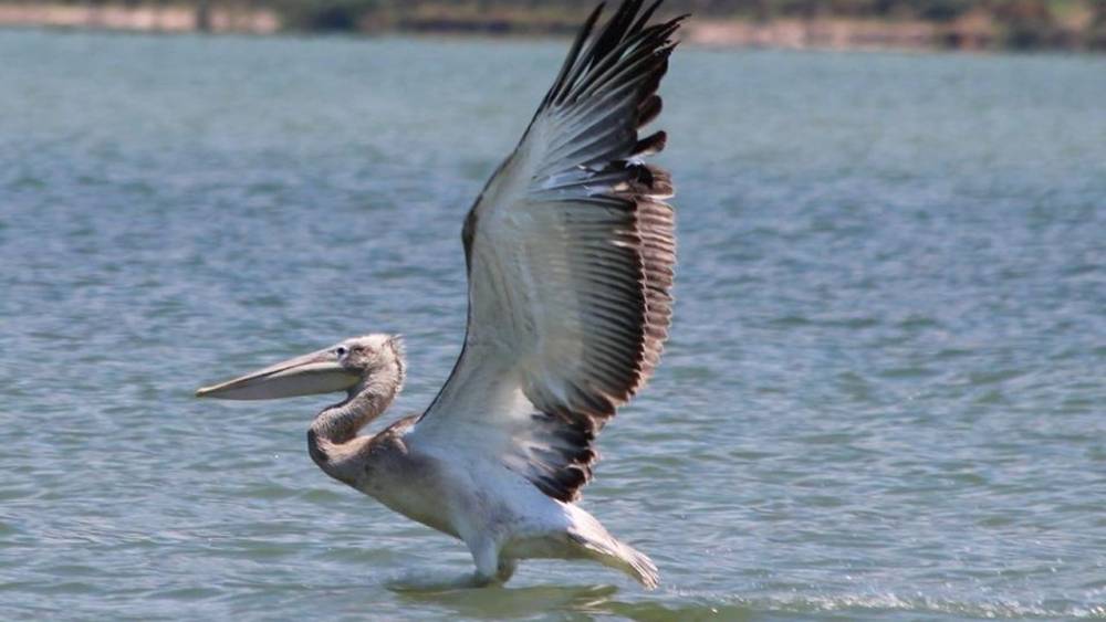Oltaya takılan pelikanın hayatını balıkçılar kurtardı