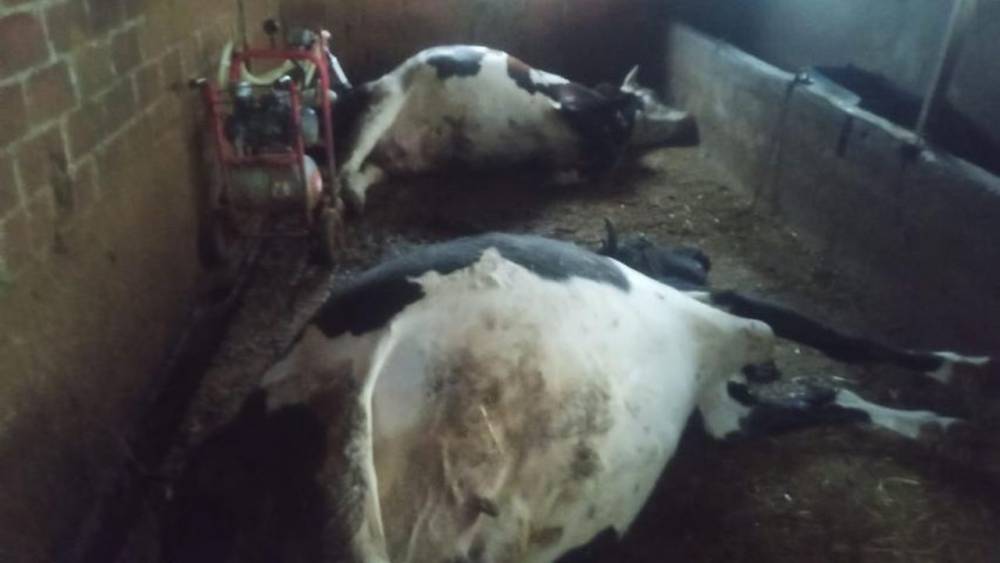 Çine'de yıldırım felaketi; İki büyükbaş hayvan telef oldu