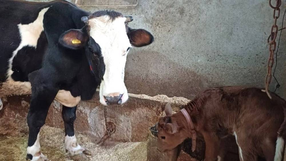 Aksaray Üniversitesi’nden genetik devrim: Süt alerjenini taşımayan buzağılar doğdu