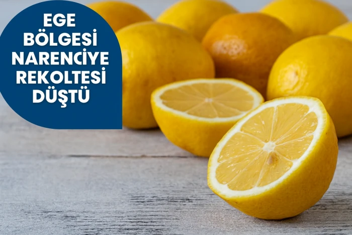 Ege Bölgesi Narenciye Rekoltesinde Yüzde 34’lük Düşüş Yaşandı